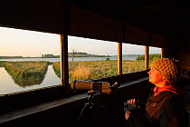 Young woman watching the Manton Bay Osprey nest from the Waderscrape Hide, Rutland Water, Rutland, UK, April 2011, model released