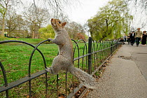 Grey Squirrel (Sciurus carolinensis) climbing fence in parkland, Regent's Park, London, UK, April 2011