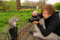 Young man photographing Grey Squirrel (Sciurus carolinensis) on fence in parkland, Regent's Park, London, UK, April 2011, Model released.