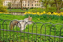 Grey Squirrel (Sciurus carolinensis) climbing over fence in parkland, Regent's Park, London, UK, April 2011. Photographer quote: 'Grey squirrels may be overfed, oversexed and over here, but they are s...