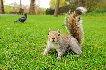 Grey Squirrel (Sciurus carolinensis) on grass in parkland, Regent's Park, London, UK, April 2011