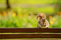 Grey Squirrel (Sciurus carolinensis) feeding on nut on bench in parkland, Regent's Park, London, UK, April 2011
