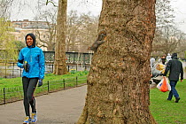 Grey Squirrel (Sciurus carolinensis) on tree trunk beside visitors in parkland, woman jogging, Regent's Park, London, UK, February 2011