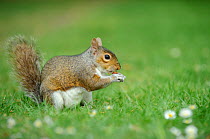 Grey Squirrel (Sciurus carolinensis) feeding on nut on grass in parkland, Regent's Park, London, UK, April 2010
