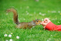 Grey Squirrel (Sciurus carolinensis) reaching out to take food from visitor on grass in parkland, Regent's Park, London, UK, April 2010, Model released.
