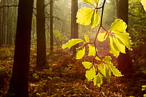 Beech leaves (Fagus sylvatica) backlit at dawn with forest in background, The National Forest, Midlands, UK, April 2011