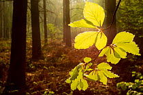 Beech leaves (Fagus sylvatica) backlit at dawn with forest in background, The National Forest, Midlands, UK, April 2011. Did you know? Not only has the National Forest been important in conservation,...