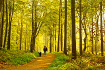 Woman walking dog through woodland at dawn, The National Forest, Midlands, UK, April 2011, model released