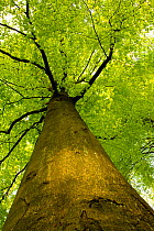Beech tree (Fagus sylvatica) view looking up trunk to canopy, The National Forest, Midlands, UK, April 2011
