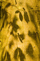 Shadows of Beech leaves (Fagus sylvatica) on tree trunk, The National Forest, Midlands, UK, Spring, 2011
