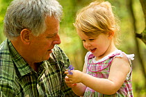 Young girl showing her grandfather a bluebell flower, The National Forest, Midlands, April 2011, Model released. Did you know? According to some estimates Britain has over half the world population of...