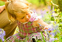 Young girl looking at bluebell flower, The National Forest, Midlands, April 2011, Model released