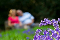 Bluebells (Hyacinthoides non-scripta) at the edge of woodland path with couple sitting on bench in the background, The National Forest, UK, Spring, 2011. 2020VISION Exhibition.