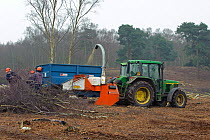 RSPB reserves staff removing birch trees from heathland, chipping waste for recycling, at Minsmere nature reserve, Suffolk, UK. February 2011. Model released