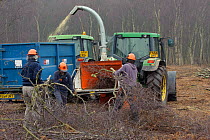 RSPB reserves staff removing birch trees from heathland and chipping waste for recycling, at Minsmere nature reserve, Suffolk, UK. February 2011. Model released. 2020VISION Book Plate.