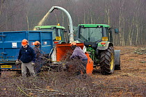 RSPB reserves staff removing birch trees from heathland and chipping waste for recycling, at Minsmere nature reserve, Suffolk, UK. February 2011. Model released.