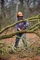 RSPB reserves staff thinning woodland encroaching onto heath at Westleton Heath (Natural England), Suffolk, UK, February 2011. Model released