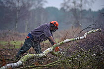 RSPB reserves staff thinning woodland encroaching onto heath at Westleton Heath (Natural England), Suffolk, UK, February 2011.