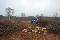 RSPB reserves staff removing birch trees from heathland and chipping waste for recycling, at Minsmere nature reserve, Suffolk, UK. February 2011. Model released