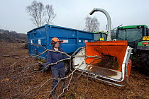 RSPB reserves staff removing birch trees from heathland and chipping waste for recycling, at Minsmere nature reserve, Suffolk, UK. February 2011.
