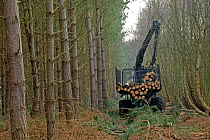 Forestry workers with 'forwarder' machine, removing felled timber from Dunwich Forest, Suffolk, UK, February 2011. Non-native Corsican pine trees planted in 1990 are gradually being removed by the For...