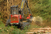 Forestry workers with harvester machine, felling and thinning Corsican pine plantation in Dunwich Forest, Suffolk UK, February 2011. Non-native Corsican pine trees planted in 1990 are gradually being...