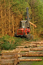 Forestry workers with harvester machine, felling and thinning Corsican pine plantation in Dunwich Forest, Suffolk, UK, February 2011. Non-native Corsican pine trees planted in 1990 are gradually being...
