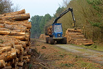 Forestry workers with "forwarder" machine, removing felled timber from Dunwich Forest, Suffolk, UK, February 2011. Non-native Corsican pine trees planted in 1990 are gradually being removed by the For...