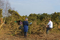 Volunteers from Essex and Suffolk Water helping to clear gorse from heathland at Minsmere RSPB reserve in Suffolk, UK, February 2011. Model released