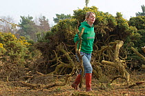 Volunteers from Essex and Suffolk Water helping to clear gorse from heathland at Minsmere RSPB reserve, Suffolk, UK, February 2011. Model released