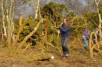 Volunteers from Essex and Suffolk Water helping to clear gorse from heathland at Minsmere RSPB reserve, Suffolk, February 2011. Model released