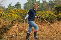 Volunteers from Essex and Suffolk Water helping to clear gorse from heathland at Minsmere RSPB reserve, Suffolk, UK, February 2011. 2020VISION Book Plate.