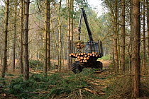 Forestry workers with 'forwarder' machine, removing felled timber from Dunwich Forest, Suffolk, UK, February 2011. Non-native Corsican pine trees planted in 1990 are gradually being removed by the For...