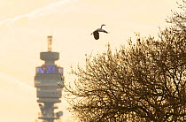 Grey heron (Ardea cinerea) in flight carrying nesting material, flying over Regent's Park with the BT tower in the background, London, UK, April 2011
