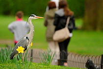 Grey heron (Ardea cinerea) and visitors in parkland, Regent's Park, London, UK, April 2011