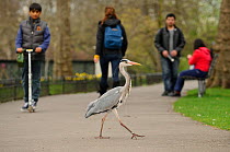 Grey heron (Ardea cinerea) walking across path in  parkland, Regent's Park, London, UK, April 2011