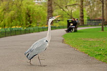 Grey heron (Ardea cinerea) walking across path in parkland, Regent's Park, London, UK, April 2011