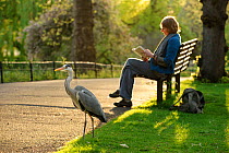 Grey heron (Ardea cinerea) beside visitor reading book on bench in  Regent's Park, London, UK, April 2011. Model released.