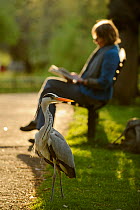 Grey heron (Ardea cinerea) beside visitor reading book on bench in  Regent's Park, London, UK, April 2011. Model released.