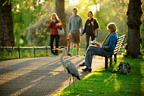 Grey heron (Ardea cinerea) amongst visitors in  Regent's Park, London, UK, April 2011. Photographer quote: 'It was fascinating to watch public reaction to the large numbers of herons in London's parks...