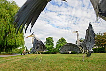 Three Grey herons (Ardea cinerea) fighting in  Regent's Park, London, UK, April 2011.