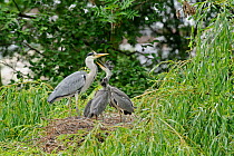 Grey heron (Ardea cinerea) adult and chicks in nest in willow tree, chicks begging for food, Regent's Park, London, UK, May 2011.