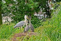 Grey heron (Ardea cinerea) adult feeding chicks at nest in willow tree, Regent's Park, London, UK, May 2011.