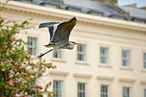 Grey heron (Ardea cinerea) flying past building, Regent's Park, London, UK, May 2011