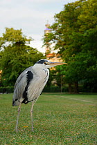 Grey heron (Ardea cinerea) in parkland with BT tower in the background, Regent's Park, London, UK, May 2011