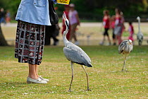Visitor feeding Grey heron (Ardea cinerea) in  Regent's Park, London, UK, May 2011
