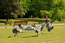 Grey herons (Ardea cinerea) squabbling in parkland with cancer charity fun-run participant in background, Regent's Park, London, UK, May 2011.