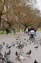 Grey heron (Ardea cinerea) and pigeons in Regent's Park, London, UK, February 2011