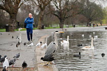 Grey heron (Ardea cinerea) amongst pigeons, coots, seagulls and swans in parkland, Regent's Park, London, UK, February 2011