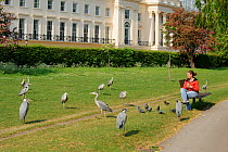 Visitor watching Grey heron (Ardea cinerea) and pigeons in Regent's Park, London, UK, April 2011, Model released.